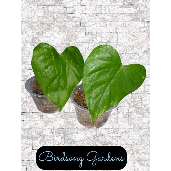 *Uncommon*Philodendron Lazorii/Frits Wentii Cutting In Prop Cup - Picture 1 of 2